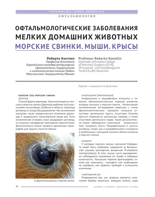 Распространённые дерматологические болезни у собак и кошек