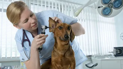 Криптококкоз у собак - кто в группе риска, симптомы и лечение заболевания |  Лапа помощи | Дзен