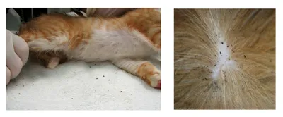 Грибковые заболевания кожи у котов фото фотографии