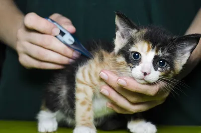 Болезни кошек: симптомы, лечение, профилактика