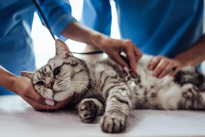 Болезни кошек, виды и их симптомы - Кошки обзор на Gomeovet