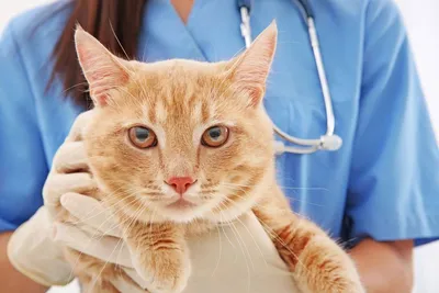 Грибок у кошек - симптомы и лечение грибка у котов | Royal Canin