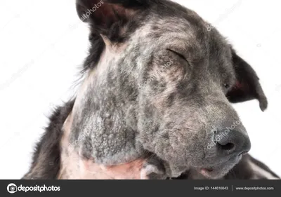 😢🐶 Малассезия: грибковый дерматит у собак💊🩺 🔬 Малассезиозный дерматит  – это кожное заболевание у собак, вызванное грибком рода… | Instagram