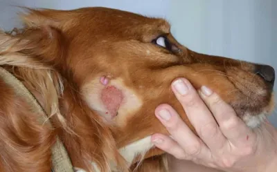 Аллергия на блох может вызывать у собак грибковый дерматит - Все про  аллергию