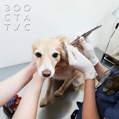 Грибковый дерматит у собак | Dogville | Дзен