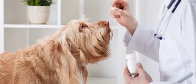 Чем лечить дерматит у собак — Основные симптомы, профилактика