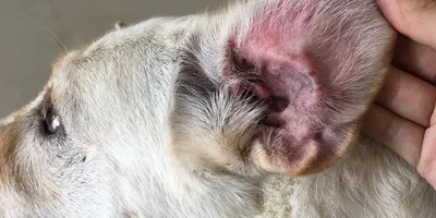 Грибковый отит у собак (Отомикоз) .. Лечение и симптомы - Ветеринарная  клиника Друг