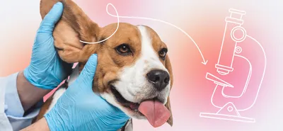 Как лечить отит у собак? лечим наружный, средний и внутренний отит