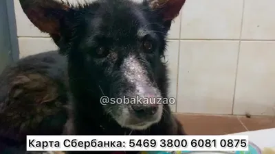 Лечение отита у собак - средства для лечения ушей собак купить оптом по  низкой цене - ГК Ветпром