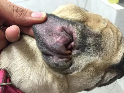Отит у собаки: симптомы и лечение - Ветеринарные клиники СитиВет