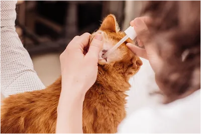 🐕 ВетДоктор 🐈 Ветеринарная клиника on Instagram: \"💡Воспаление уха у  кошки или собаки – это одна из наиболее распространенных патологий у  животных. 💡Отит является одной из самых часто встречающихся патологий уха.  Болезнь