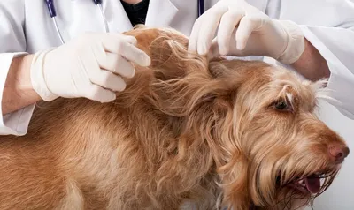Почему собака грызет свои лапы ? Возможные причины от инфекций до неврозов.  | 🐶Собачья жизнь🐱 | Дзен