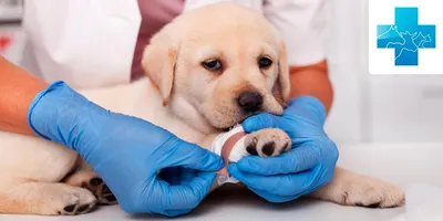 Кожные болезни у собак - лечение, фото с описаниями