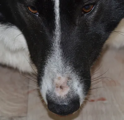 В Индии у бродячих собак нашли устойчивый к лекарствам грибок - 11.07.2023,  Sputnik Армения