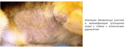 Малассезиозный дерматит (Malassezia) у собак - Кожа вашей собаки - Дуксо S3  RU