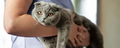 Отиты у кошек и собак - Ветеринарная клиника Айболит, Круглосуточная  ветклиника в Одессе