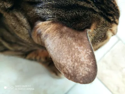 У кота на ушах пятна, бесплатная консультация ветеринара - вопрос задан  пользователем Va Ba про питомца: кошка Бенгальская