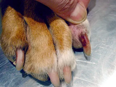 Лечение малассезиозного отита собаки