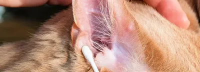 В центре внимания выборочном дерматита в ухе собаки Стоковое Фото -  изображение насчитывающей грибок, дерматит: 150940342