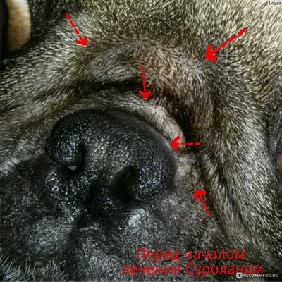 Лишай у собак – фото, признаки, симптомы и лечение