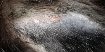 Аллергия у собак - виды аллергии, признаки и симптомы, лечение собак с  пищевой аллергией