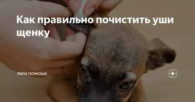 Причины появления коричневых выделений из ушей у собаки и методы лечения |  Лапа помощи | Дзен