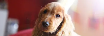 Советы начинающим собаководам | Малассезия (Malassezia pachydermatis) у  собак и как с ней бороться | Facebook
