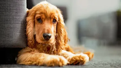 Аллергии у собак: виды, симптомы, признаки и лечение