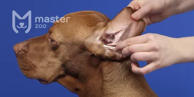 Ушной клещ у собак (отодектоз): симптомы, лечение и профилактика -  Зоомагазин MasterZoo