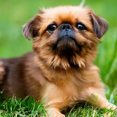 Бельгийский гриффон - описание породы собак: характер, особенности  поведения, размер, отзывы и фото - Питомцы Mail.ru