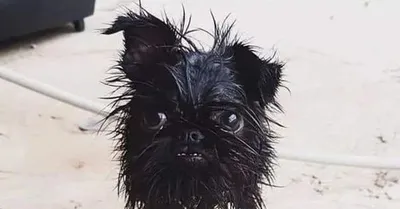 Черный брюссельский грифон собака …» — создано в Шедевруме