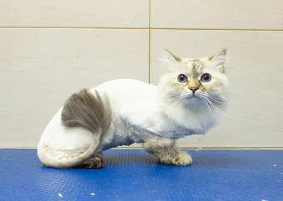 Стрижка кошек в Тюмени: груминг кота на дому, цена стрижки кошки