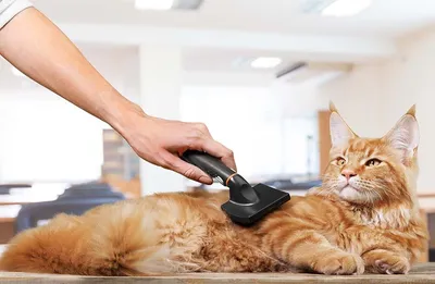 Гигиеническая стрижка котов и кошек - Ветеринарная клиника \"Айболит\"