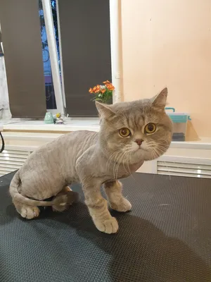 Груминг для кошек в Москве | Стрижка котов - ветклиника УМКА