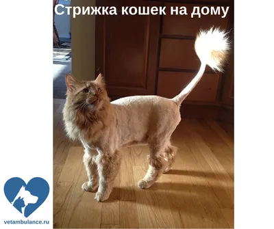 Стрижка кошек на дому в Санкт-Петербурге | VETAMBULANCE.PRO