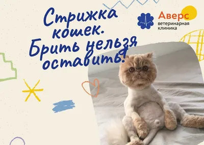 Услуги груминга для кошек в Омске