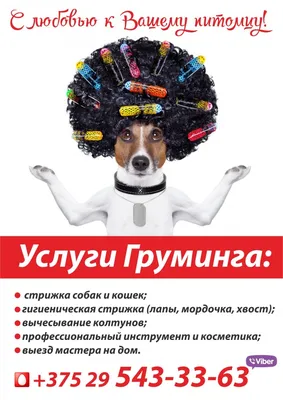 Стрижка собак в Екатеринбурге. Подстричь собаку на дому. Стрижка йорка,  шпица