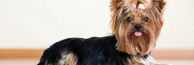 Как выбрать качественную машинку для стрижки собак и обязательно ли их  стричь? | Статьи ООО Укрвет