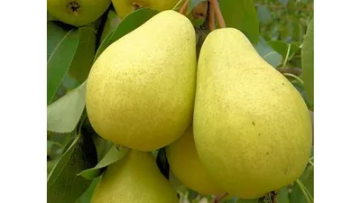 Многосортовые груши и другие плодовые деревья: Двухсортовая груша Москвичка  + Лада