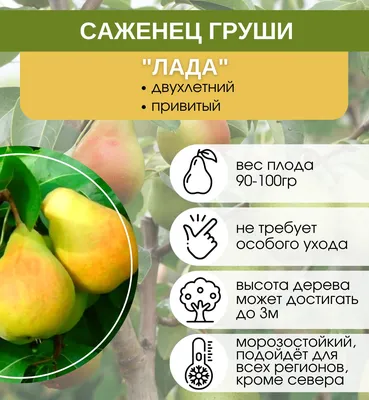 Груша \"Лада\" - купить плодовые - купить груши - Питомник растений СПб