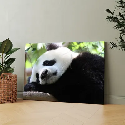 Печальный Панда — стоковые фотографии и другие картинки Панда - Панда,  Грусть, Животное - iStock