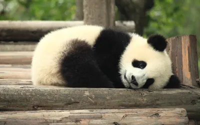 Уставшая панда - 69 фото