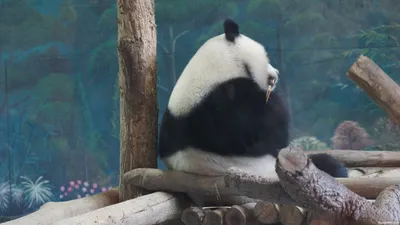 LIFE.ru - Грустная, задумчивая или любопытная — малышка-панда из  Московского зоопарка бывает разной. Топ-6 самых умилительных настроений:  https://life.ru/p/1627187 | Facebook