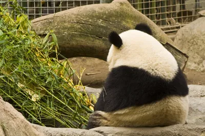 Грустная мультяшная панда - 72 фото