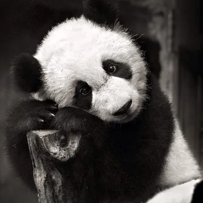 Грустная панда - 73 фото
