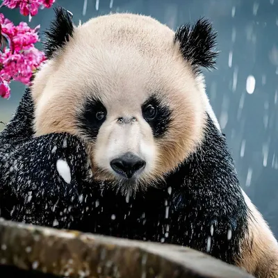 Грустная панда под дождём , высокая…» — создано в Шедевруме