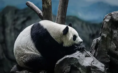 милая панда стесняется PNG , панда, животное, мультфильм PNG картинки и пнг  PSD рисунок для бесплатной загрузки