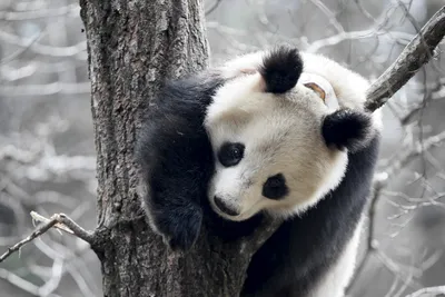 Грустная панда сидит на дереве и …» — создано в Шедевруме
