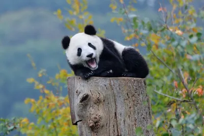 Телеканал 360 и Онуфриенко | Грустная панда устала от дождливой погоды и  ждёт лето | Дзен