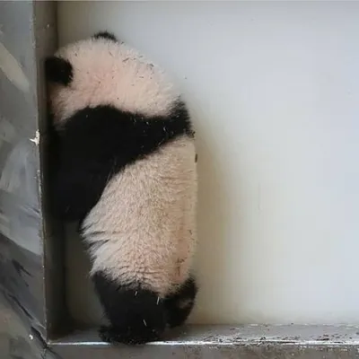 Панды научились обмазываться навозом, чтобы легче переносить холод